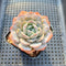 Echeveria 'Heart Emotion' 2"-3" Succulent Plant