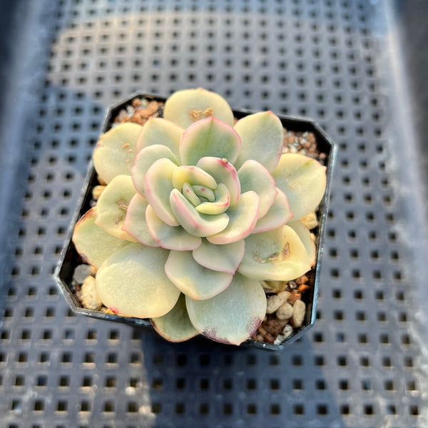 Pachyveria 'Worthy One' Variegated 1" Succulent Plant