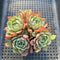 Echeveria 'Nanahukumini' 2" Succulent Plant