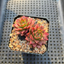 Echeveria sp. 1"-2" Succulent Plant