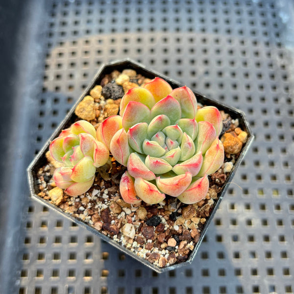 Echeveria 'Albi Drop' 2" Succulent Plant