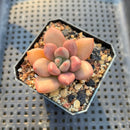 Graptoveria 'Ruby Donna' 2" Succulent Plant