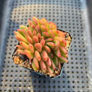 Echeveria Agavoides 'Gilva' Crested 2" Succulent Plant