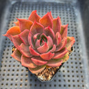 Echeveria sp. Variegated/Mutated 2" Succulent Plant