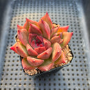 Echeveria Agavoides 'Red Kingdom' 3" Succulent Plant