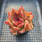 Echeveria Agavoides 'Red Kingdom' 3" Succulent Plant