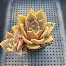 Echeveria Agavoides sp. 2" Succulent Plant