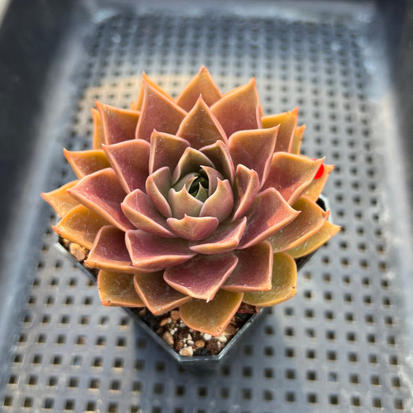 Echeveria ‘Mysterious Rose’ 3” Succulent Plant