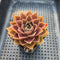 Echeveria ‘Mysterious Rose’ 3” Succulent Plant