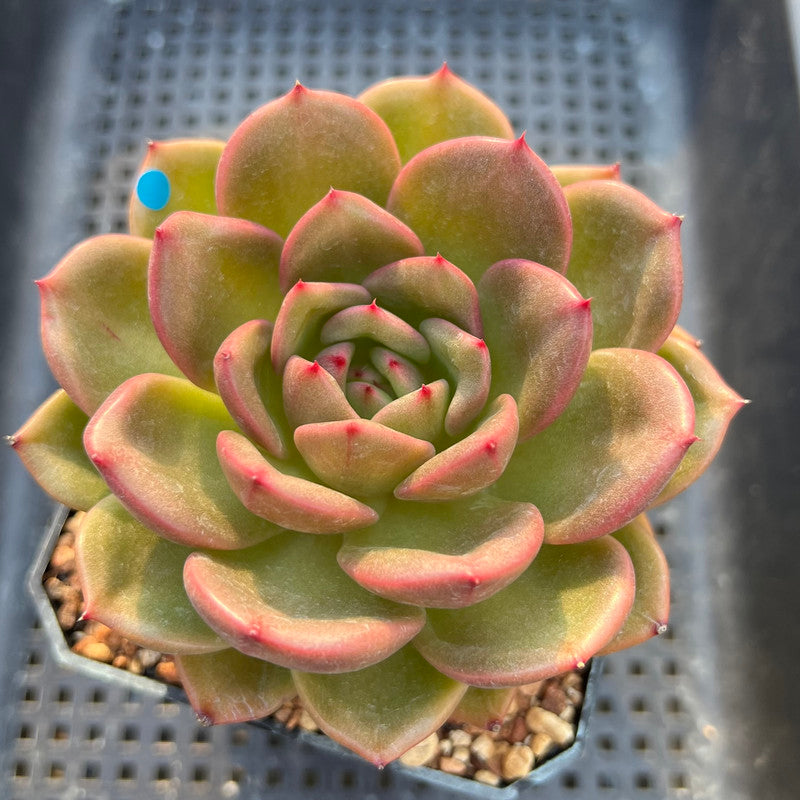 Echeveria 'Monroe Chanel' 4"-5" Large Succulent Plant