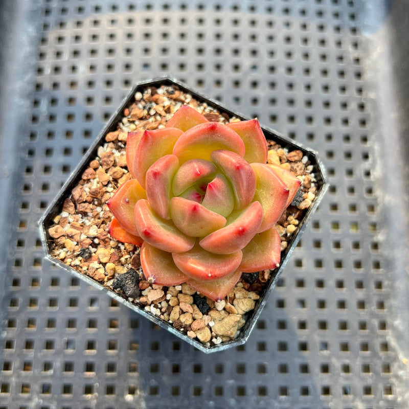 Echeveria 'Champaign' Hybrid 1"-2" Succulent Plant