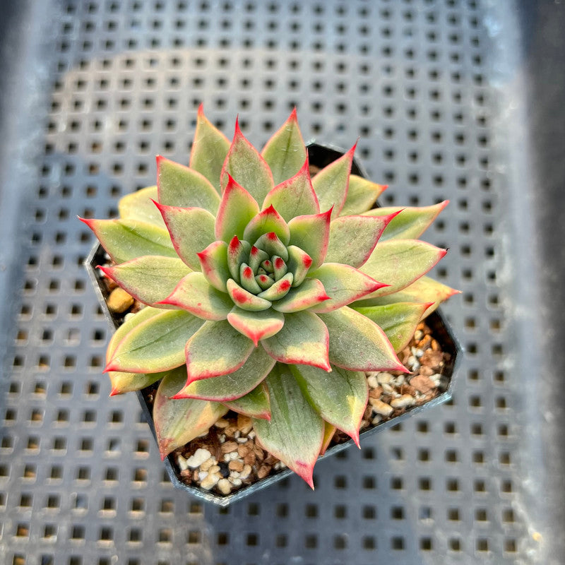 Echeveria Agavoides 'Blanco Maria' Variegated 2" Succulent Plant