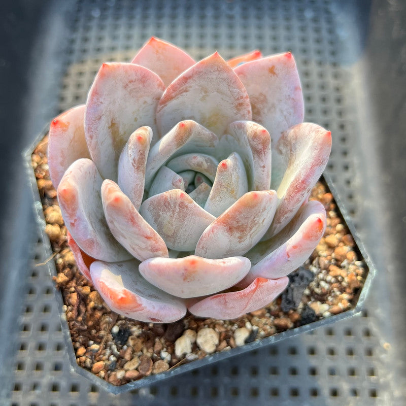 Echeveria 'Ivory' 4" Succulent Plant