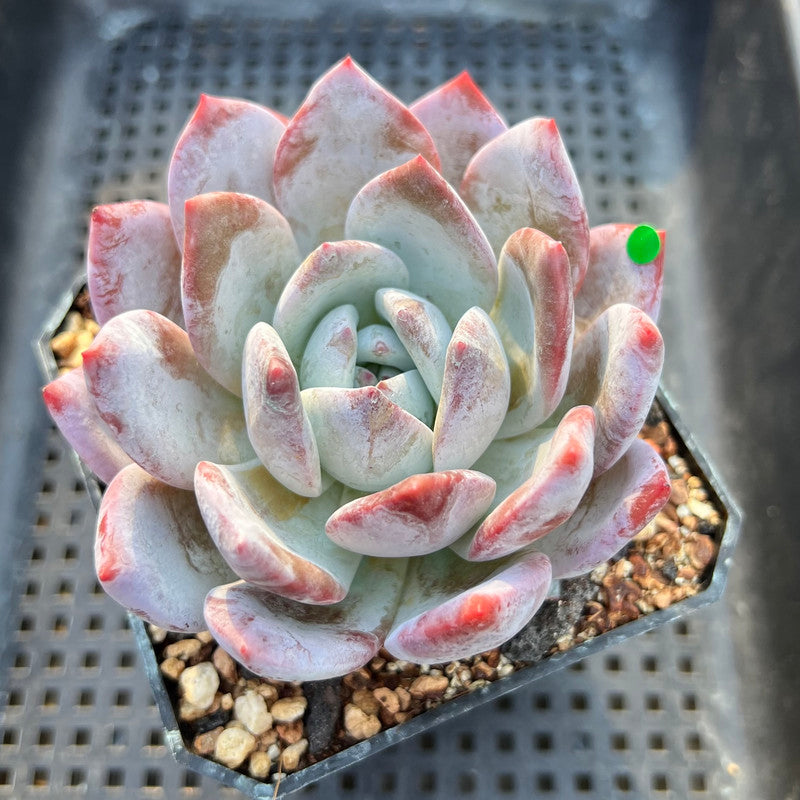 Echeveria 'Ivory' 4" Succulent Plant