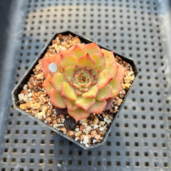 Echeveria 'Dancing Bird' 2" Succulent Plant