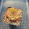 Echeveria 'Dancing Bird' 2" Succulent Plant