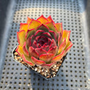 Echeveria sp. 2"-3" Succulent Plant