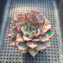 Echeveria sp. 2"-3" Succulent Plant