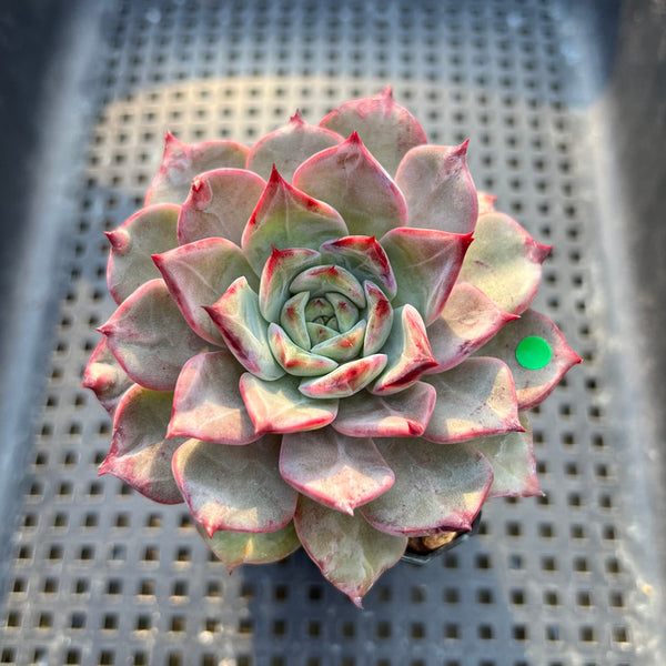 Echeveria sp. 2"-3" Succulent Plant