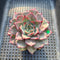 Echeveria sp. 2"-3" Succulent Plant