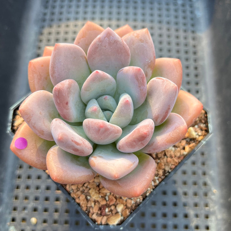 Graptoveria 'Opalina' 3"-4" Succulent Plant