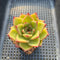 Echeveria Agavoides 'Tiara' 2" Succulent Plant