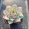 Echeveria sp. 2" Succulent Plant