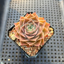 Echeveria 'Simulans' 2" Succulent Plant