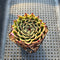 Echeveria 'Sarabony' 2" Succulent Plant