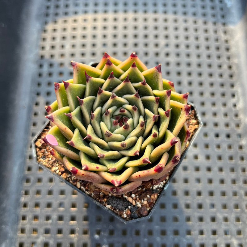 Echeveria 'Sarabony' 2" Succulent Plant