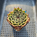 Echeveria 'Sarabony' 2" Succulent Plant