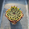 Echeveria 'Sarabony' 2" Succulent Plant