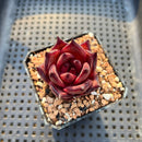 Echeveria Agavoides 'Romeo' 2" Succulent Plant