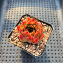 Echeveria 'Elizabeth' 2" Succulent Plant