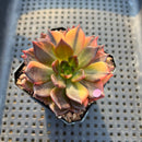 Echeveria 'Black Prince' Variegated 2"-3" Succulent Plant