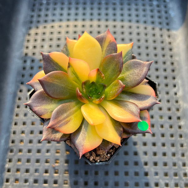 Echeveria 'Black Prince' Variegated 2"-3" Succulent Plant