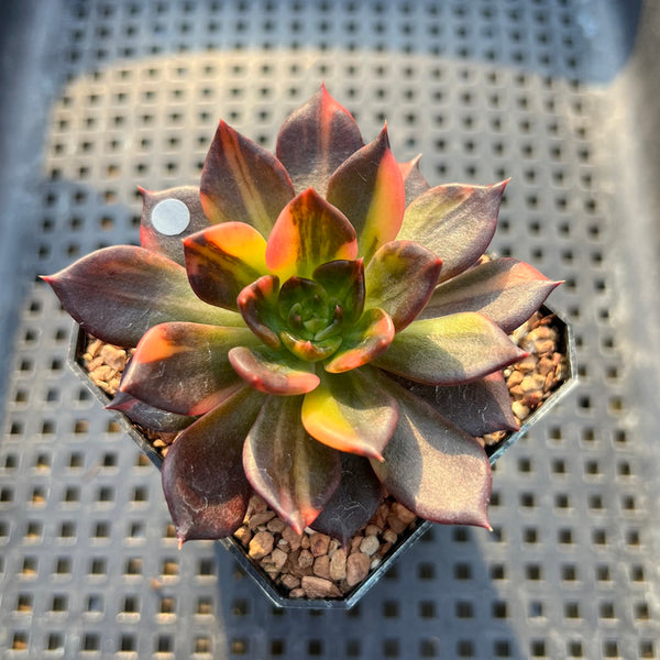 Echeveria 'Black Prince' Variegated 2"-3" Succulent Plant