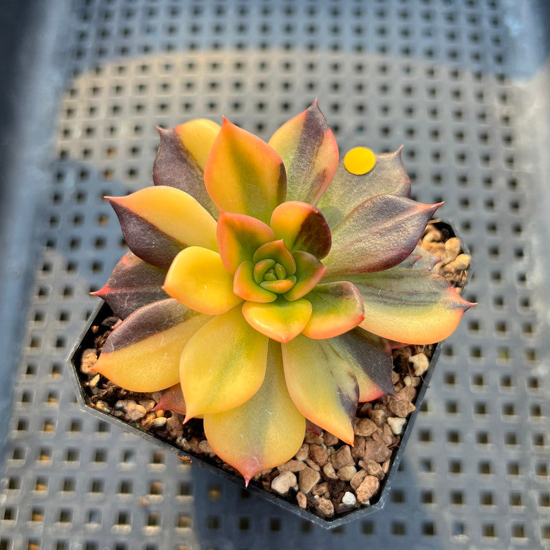 Echeveria 'Black Prince' Variegated 2"-3" Succulent Plant