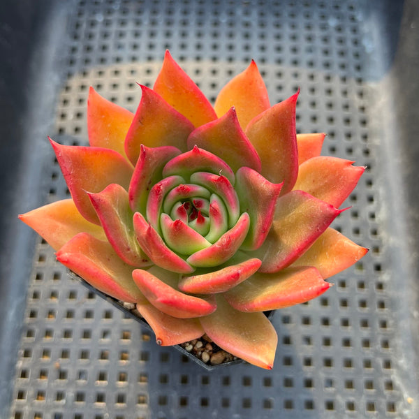 Echeveria Agavoides sp. 2" Succulent Plant