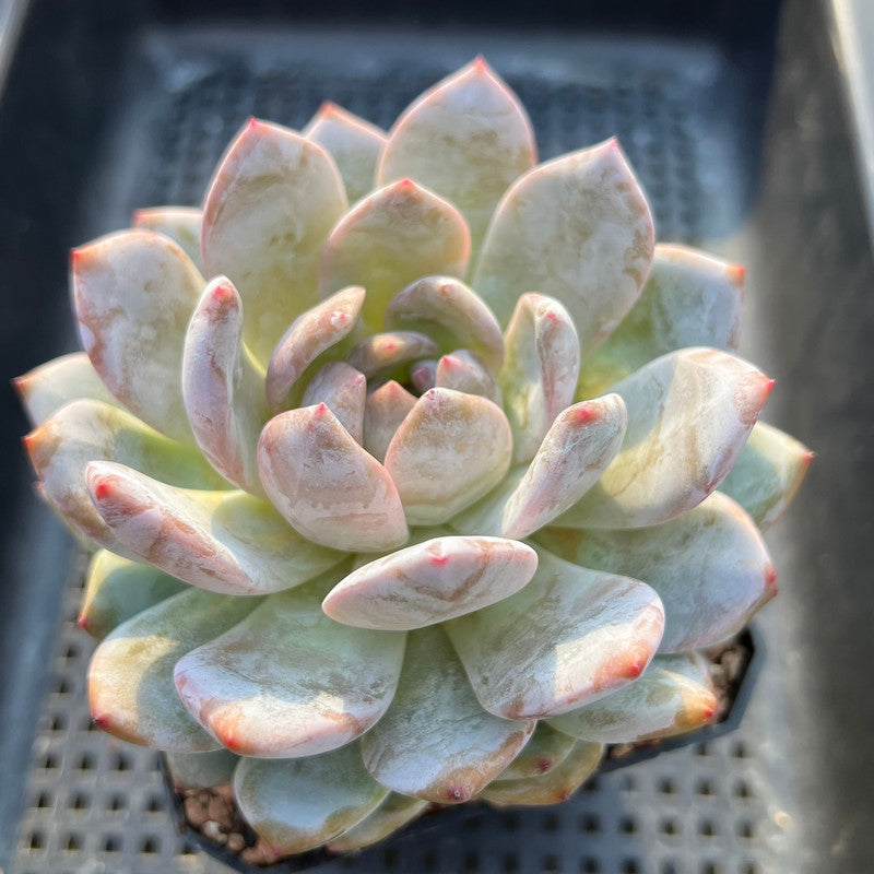 Echeveria 'Orange Monroe' 4" Large Succulent Plant