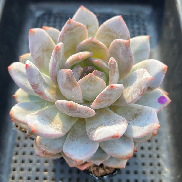 Echeveria 'Orange Monroe' 4" Large Succulent Plant