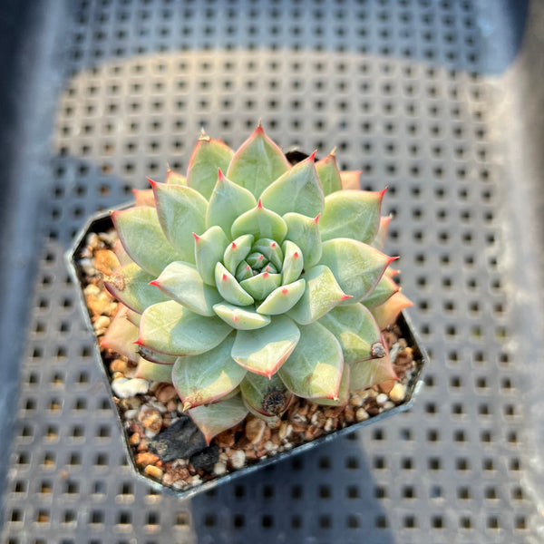 Echeveria 'Gridline' 2" Succulent Plant