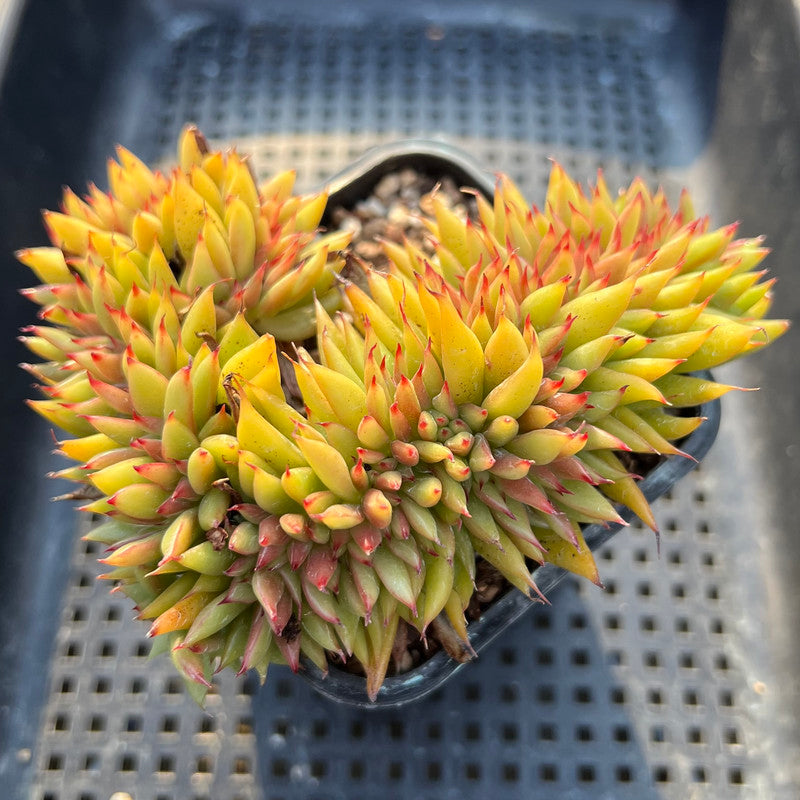 Echeveria Agavoides 'Elkhorn' Crested 4" Succulent Plant