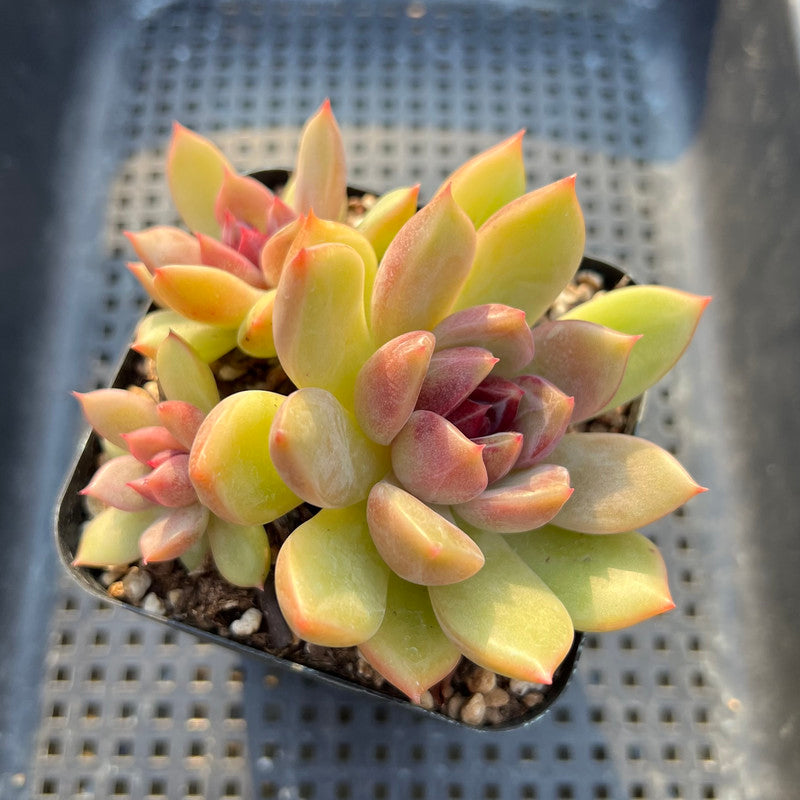 Echeveria 'Dark Ice' 3" Succulent Plant