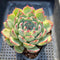 Echeveria Chihuahuaensis 3"-4" Succulent Plant