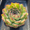 Echeveria Chihuahuaensis 3"-4" Succulent Plant