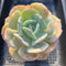 Echeveria 'Peach Girl' 4" Succulent Plant