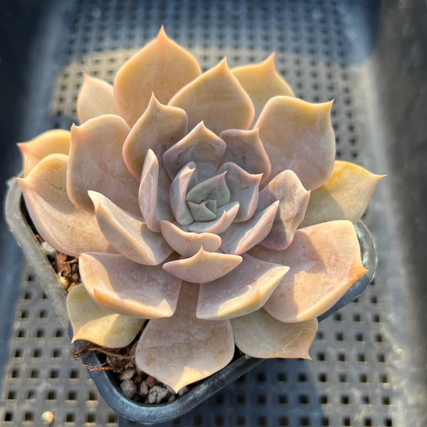 Echeveria 'Pollux' 3" Succulent Plant