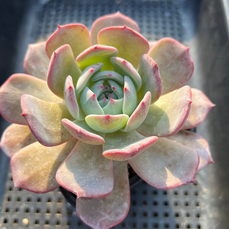 Echeveria 'Horizon' 3"-4" Succulent Plant