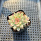 Echeveria 'Mebina' Variegated 2" Succulent Plant